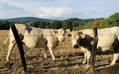 Dermatosiaren aurkako txertoa ez da iritsiko, momentuz, Arabara