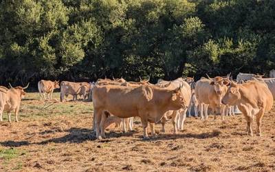 Behien gaitza hesitu nahi dute