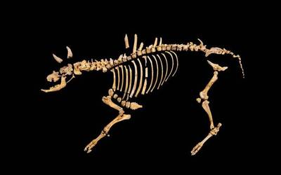 Bisonte hezurdurak, udal kontuak, AHT, EHko mus txapelketa eta M17ko greba batzarra