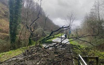 Zuhaitz bat erori da Loiolatik Azkoitirako bidegorrira