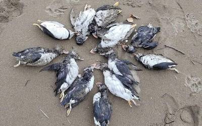 Lanperna-musu ugari hilik azaldu dira eskualdeko hondartzetan