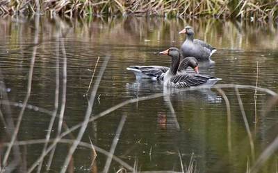 Antzara hankagorrizta