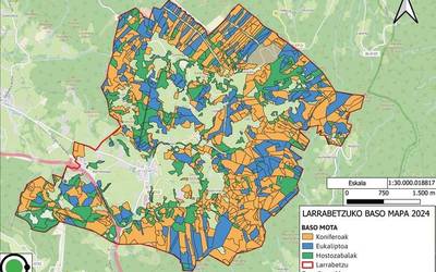Pinua zegoen lekuan, eukaliptoa