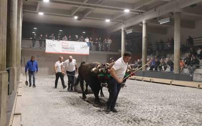 Bertan behera gelditu dira Aiako Udaberri Saria kintopeko idi probak