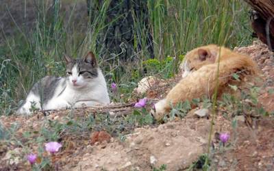 Leioak adopzioa sustatu eta animalien ongizaterako aurrekontua indartu du