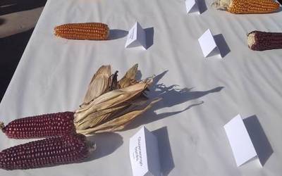 Egun eder eta emankorra izan da Zubietan