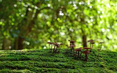 Biodibertsitatea zaintzea, gure osasuna zaintzeko modua