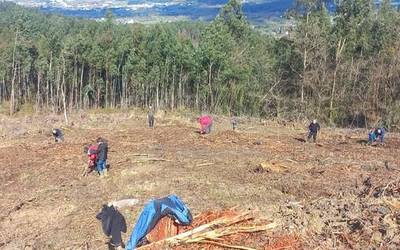 175 zuhaitz landako dituzte domekan, Zuhaitz Egunean