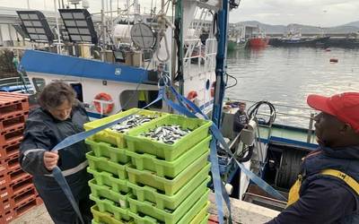 Hasi da antxoaren kostera