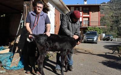 Agustin Urbieta (Albaitaria): "Baserrietako albaitaritza zerbitzua egoera larrian da Debabarrenean eta Gipuzkoa osoan"