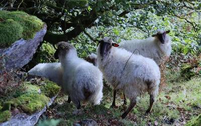 Artile bilketa doakoa izango da aurten eta saketan batuko dute