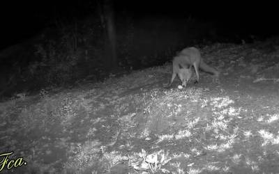 Frantziska Iraolagoitia (Iribe baserria): "Kamerak gauez martxan jartzeko programatuta daude, zein animalia etortzen den ikusteko"