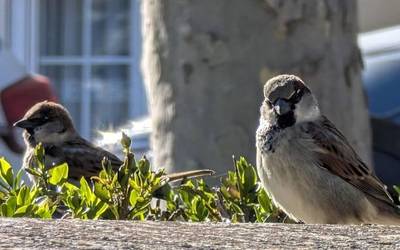 Amiltzear da tenperatura