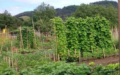 Udalak asteazkenean egingo du herri baratzeak adjudikatzeko zozketa