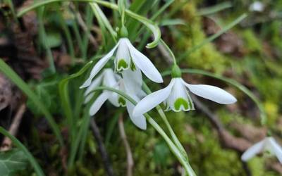 Negu txilintxa, landare galanta