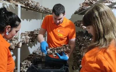 Delika2 shiitake ekologikoko ustiategia eredu bilakatu da eta hurrengo astean nekazari berrien bigarren egonaldia izango du