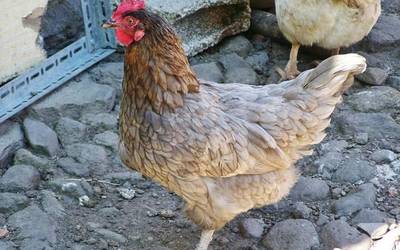 Hegazti haztegien konfinamendua bertan behera utzi dute Nafarroako herri gehienetan