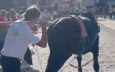 Asto Probak, Idi Probak eta Kirolaren Euskal Legea