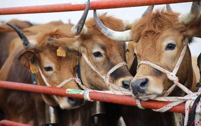 Herriko abeltzainen animaliekin egingo dute aurten domekako ganadu feria
