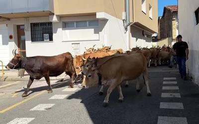 Elgetako azoka nagusia berezia izan da aurten, behien 'kalejira' eta guzti
