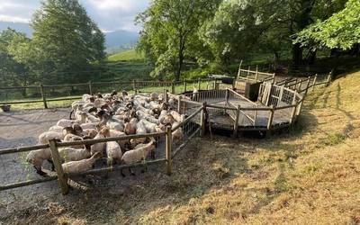 [ARGAZKI GALERIA]: 300 ardi eta ahuntz bainatu dituzte Arrazolan