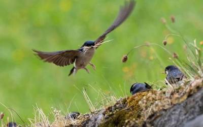 Enara azpizuriak, naturako ingeniariak