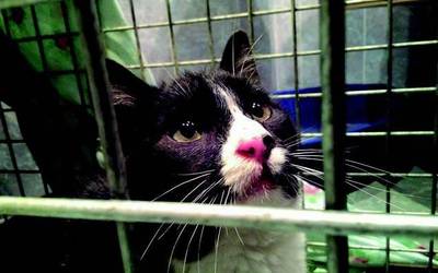 EH Bilduk leporatu dio Urduñako udal gobernu taldeari animalien ongizatea txarto kudeatzea