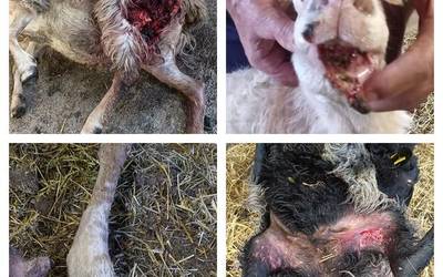 Txakurrak mendian "kontrolpean" eramateko deia, ardiei egindako erasoen ondorioz