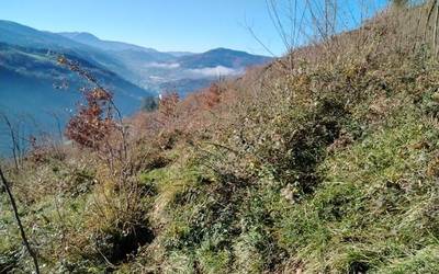 Mendi eta lorezaintza mozketa lanetatik ateratako egurra herritarren artean doan banatuko du Bergarako Udalak