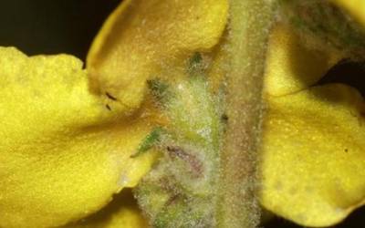 'Verbascum langraizokensis' izendatu dute Arabako bizilagun berria