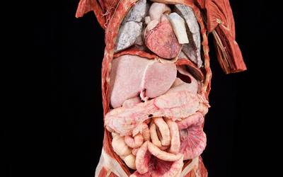 Bisita gidatuak egingo dira asteburuan Plastination aretoan